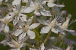 Osceola's plume <BR>Death camas <BR>Crow poison